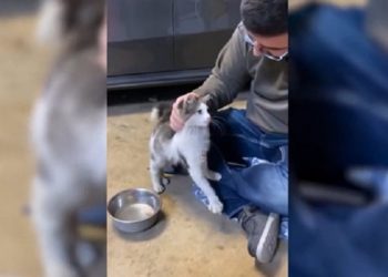 Pareja de enamorados adopta a gato abandonado en un McDonald’s y video se hace viral