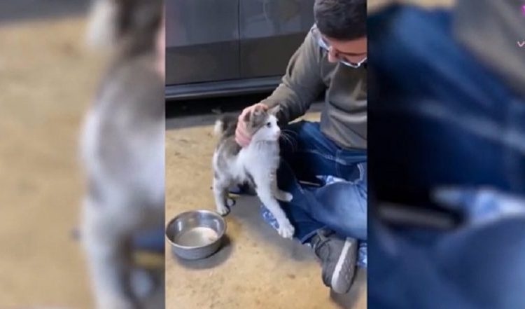 Pareja de enamorados adopta a gato abandonado en un McDonald’s y video se hace viral