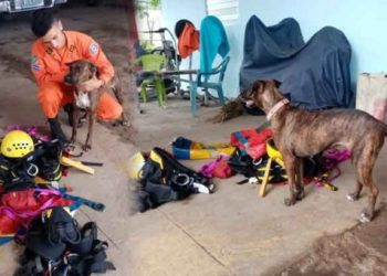 Shasha, la perrita adoptada por bomberos de La Unión que se mantiene alerta ante cualquier emergencia