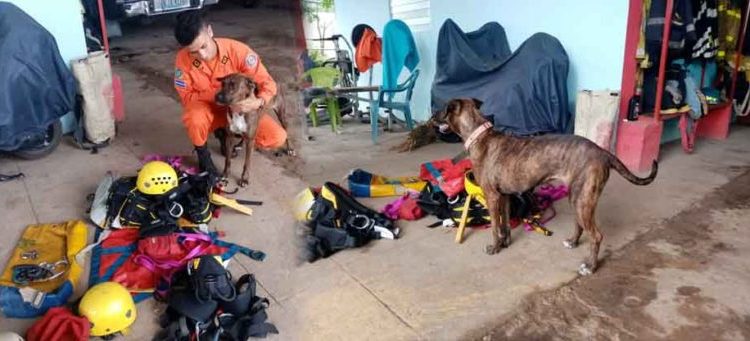 Shasha, la perrita adoptada por bomberos de La Unión que se mantiene alerta ante cualquier emergencia