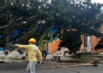 Más de 20 árboles han caído solo en San Salvador y Santa Tecla tras las fuertes ráfagas de viento