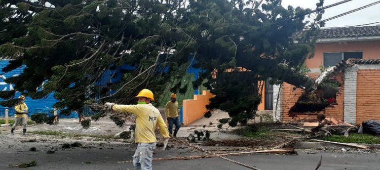 Más de 20 árboles han caído solo en San Salvador y Santa Tecla tras las fuertes ráfagas de viento
