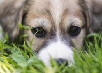 Un perro lucha por despertar a su hermano atropellado por un auto, incluso después de ver a su dueño enterrarlo