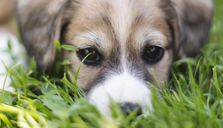 Un perro lucha por despertar a su hermano atropellado por un auto, incluso después de ver a su dueño enterrarlo
