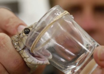 Un hombre sobrevive tras ser mordido dos veces por una de las serpientes más letales del mundo