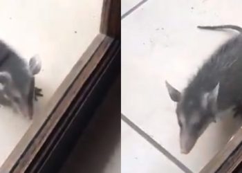 Pequeño tacuazín se metió hasta la cocina de una vivienda en San Salvador