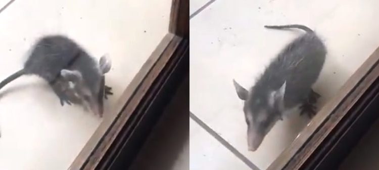 Pequeño tacuazín se metió hasta la cocina de una vivienda en San Salvador