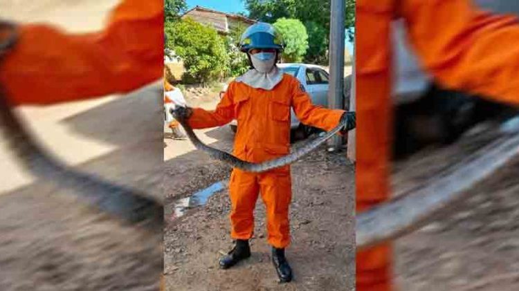 Mecánico se lleva una desagradable sorpresa mientras reparaba un auto