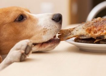 Un perro que “roba” comida y se desinfecta las patas antes de huir se viraliza en la Red
