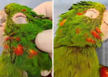 Reconstruyen el pico de un loro que sufrió una fractura y no podía comer