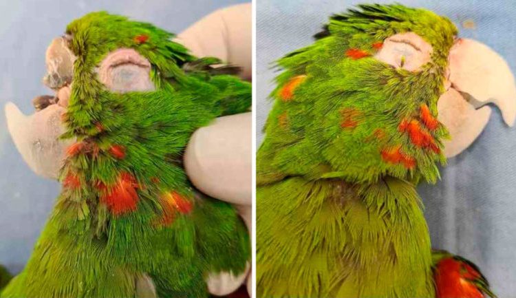Reconstruyen el pico de un loro que sufrió una fractura y no podía comer