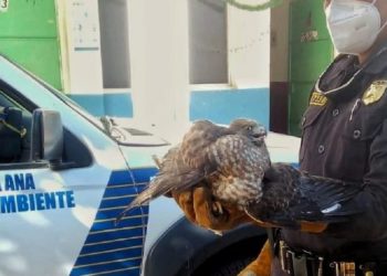 PNC rescata a águila lesionada tras caer a una vivienda en Santa Ana