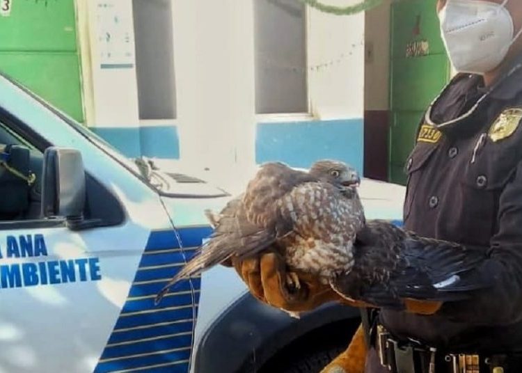 PNC rescata a águila lesionada tras caer a una vivienda en Santa Ana