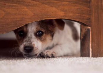 Consejos para que las mascotas no sufran con fuegos artificiales en las próximas festividades