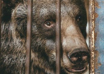Dos osos pardos abandonados en un zoológico pakistaní parten hacia un nuevo hogar