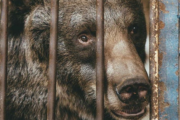 Dos osos pardos abandonados en un zoológico pakistaní parten hacia un nuevo hogar