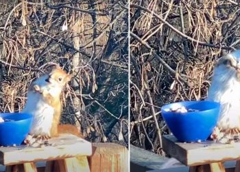 Captan a tierna ardilla “borracha” y se vuelve viral en las redes