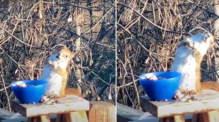 Captan a tierna ardilla “borracha” y se vuelve viral en las redes