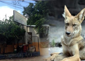 Aseguran que un perro de color “Tigriado” anda mordiendo a los habitantes de Apopa