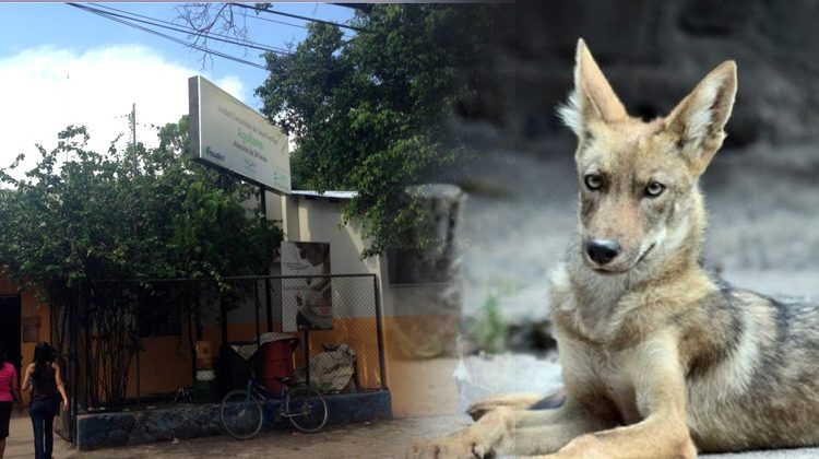 Aseguran que un perro de color “Tigriado” anda mordiendo a los habitantes de Apopa