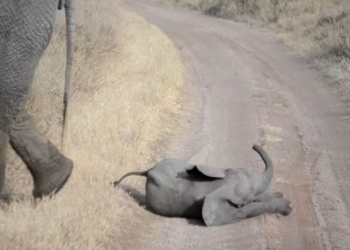 Berrinche de bebé elefante causa ternura en redes