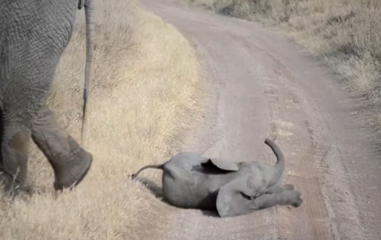 Berrinche de bebé elefante causa ternura en redes