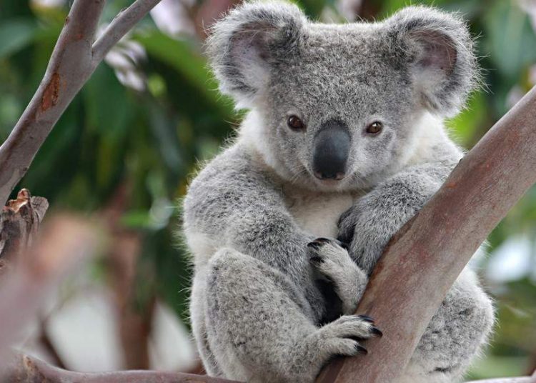 Un koala ‘intruso’ trepa a un árbol de Navidad y sorprende a los dueños de una vivienda en Australia