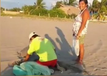 Descubren a pareja hurtando huevos de tortuga en una playa