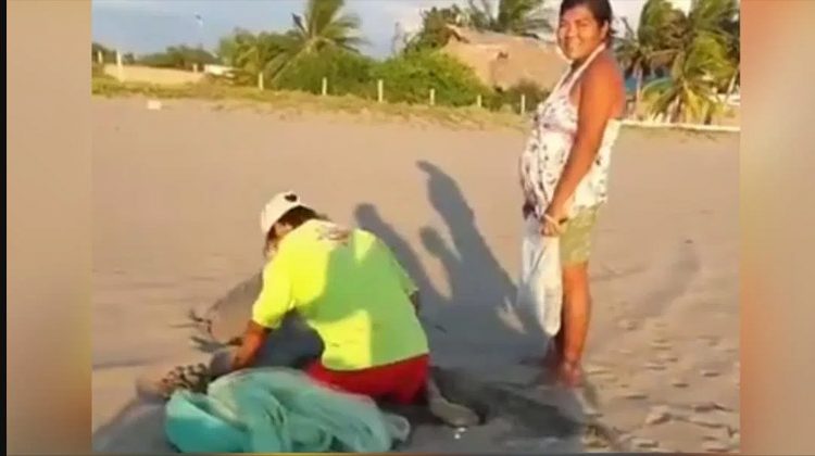 Descubren a pareja hurtando huevos de tortuga en una playa