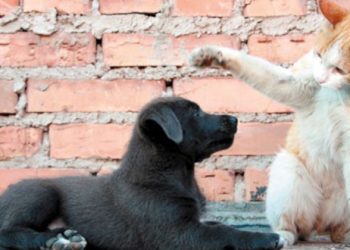 Alarma por gran cantidad de mascotas detectadas con Coronavirus