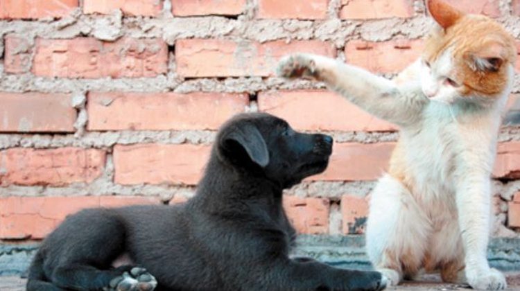 Alarma por gran cantidad de mascotas detectadas con Coronavirus