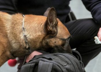 Entrenan a perros para detectar el COVID-19 a través del sudor