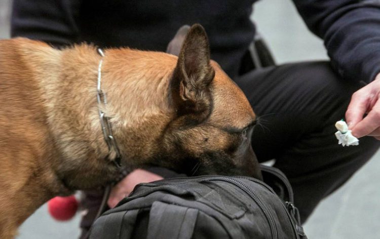 Entrenan a perros para detectar el COVID-19 a través del sudor
