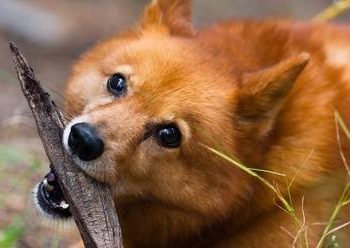 Un cachorro aprende el comando «demonio» y cuando lo escucha, hace este inusual truco al estilo de ‘El Exorcista’
