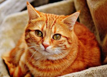 ¡Para de beber!: una gatita se vuelve viral por impedir ‘ferozmente’ que su dueña tome cerveza