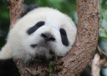 Captan imágenes de un insólito panda gigante albino en China