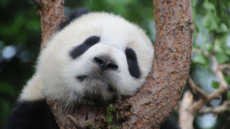 Captan imágenes de un insólito panda gigante albino en China