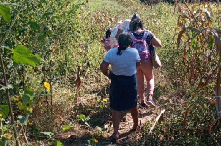 Miembros de una familia son atacados por un enjambre de abejas en Cabañas