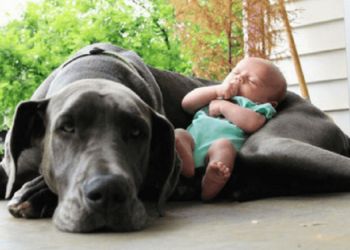 Bebé de 4 meses murió aplastada por su perro