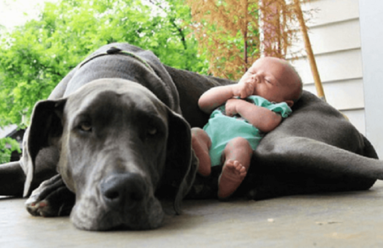 Bebé de 4 meses murió aplastada por su perro