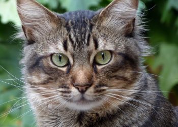 La fiesta de cumpleaños de un gato provoca el contagio por coronavirus de 15 personas en Chile