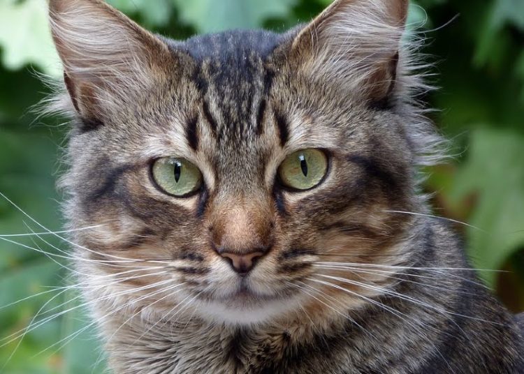 La fiesta de cumpleaños de un gato provoca el contagio por coronavirus de 15 personas en Chile