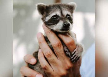 Comprometidos con el cuido de la vida silvestre, MARN evalúa la salud de una cría de mapache