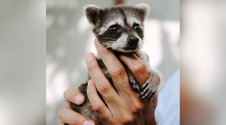 Comprometidos con el cuido de la vida silvestre, MARN evalúa la salud de una cría de mapache