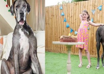 Muere a los 8 años y medio el perro más alto del mundo