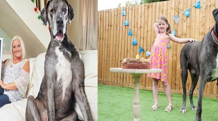Muere a los 8 años y medio el perro más alto del mundo