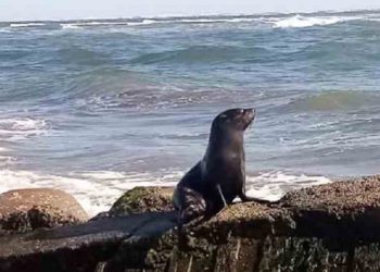 León marino hallado en costas salvadoreñas padece bronquitis infecciosa, según el MARN