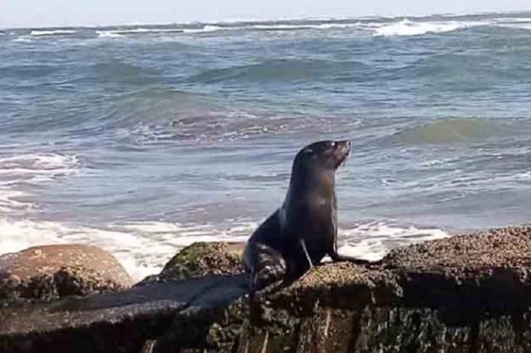 León marino hallado en costas salvadoreñas padece bronquitis infecciosa, según el MARN