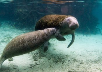 Un dron graba a varios delfines mientras juegan entre una enorme manada de manatíes