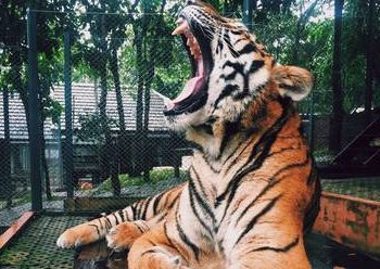 El tigre de un zoo ruso ‘canta’ como un pajarito